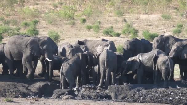 Stado Afrykańskich Słoni Krzaczastych Wokół Prawie Suchego Wodopoju — Wideo stockowe