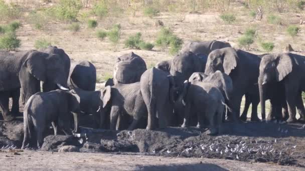 Manada Elefantes Africanos Bush Alrededor Abrevadero Casi Seco — Vídeos de Stock