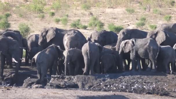 Stádo Afrických Slonů Kolem Téměř Suché Vodní Díry — Stock video