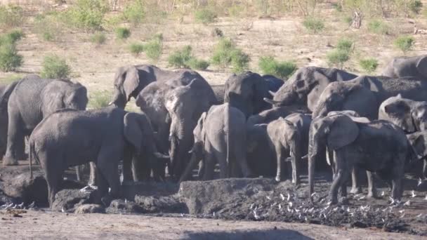 成群的非洲布什象绕着一个几乎干涸的水坑 — 图库视频影像