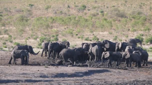 Troupeau Éléphants Afrique Autour Trou Eau Presque Sec — Video