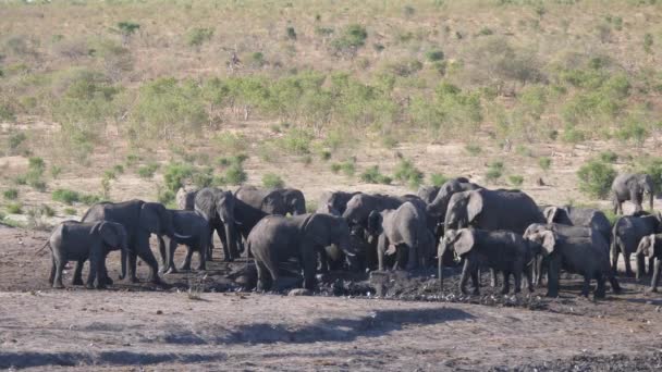 Manada Elefantes Africanos Bush Alrededor Abrevadero Casi Seco — Vídeo de stock