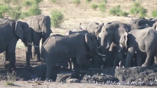 Zbliżenie Stada Afrykańskich Słoni Krzaczastych Wokół Prawie Suchego Wodopoju — Wideo stockowe