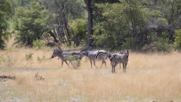 ナミビアのハウダム国立公園を歩くZebraファミリー — ストック動画