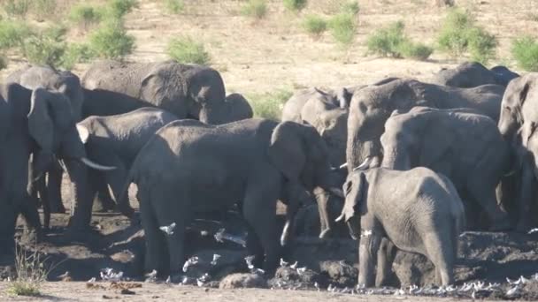 Fechar Uma Manada Elefantes Bush Africano Torno Buraco Água Quase — Vídeo de Stock