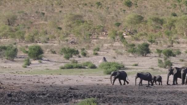 Stado Słoni Afrykańskich Parku Narodowym Khaudum Namibia — Wideo stockowe