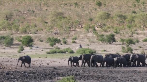 Grote Kudde Afrikaanse Bush Olifanten Khaudum National Park Namibië — Stockvideo