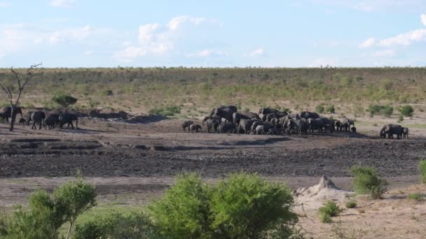 Flock Afrikanska Bush Elefanter Anländer Till Vattenhålet — Stockvideo