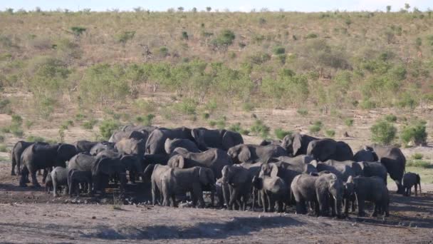 纳米比亚考杜姆国家公园的一大群非洲布什象 — 图库视频影像