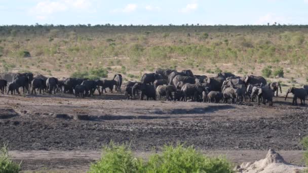 Een Nieuwe Kudde Afrikaanse Bush Olifanten Arriveert Bij Waterput — Stockvideo