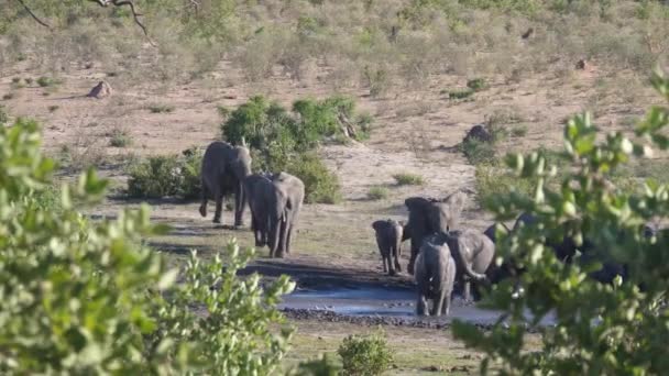Africano Elefantes Bush Chegando Buraco Água — Vídeo de Stock