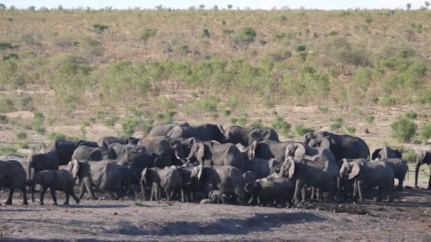 Grand Troupeau Éléphants Brousse Afrique Parc National Khaudum Namibie — Video