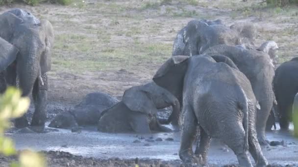 Herd Van Afrikaanse Bush Olifanten Genieten Van Een Goed Modderbad — Stockvideo
