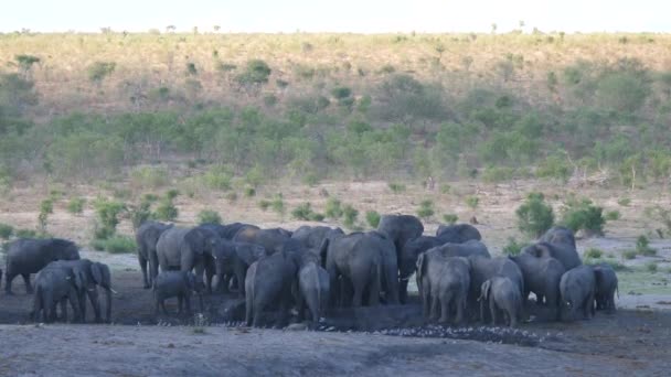 Стадо Африканських Слонів Буш Національному Парку Хаудум Намібія — стокове відео