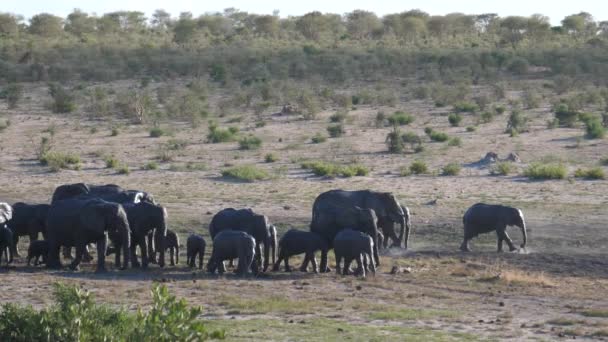 Stado Słoni Afrykańskich Parku Narodowym Khaudum Namibia — Wideo stockowe