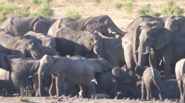 Afrika çalısı sürüsü neredeyse kuru bir su birikintisinde toplandı.