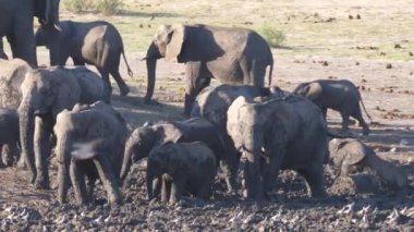Afrika çalı filleri sürüsü neredeyse kuru bir çamur banyosunun tadını çıkarıyor.