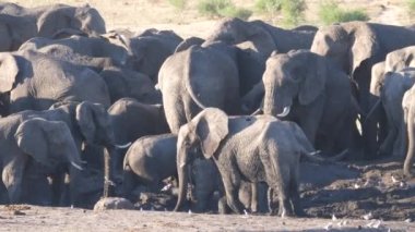 Kuru bir su birikintisinde büyük bir Afrika çalı fili sürüsünden tava.
