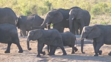 Afrika çalı fili sürüsü geçiyor.