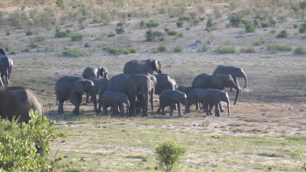 Stado Słoni Afrykańskich Parku Narodowym Khaudum Namibia — Wideo stockowe