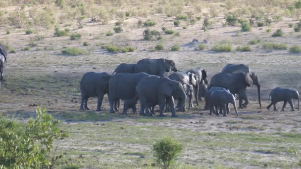 Stado Słoni Afrykańskich Parku Narodowym Khaudum Namibia — Wideo stockowe