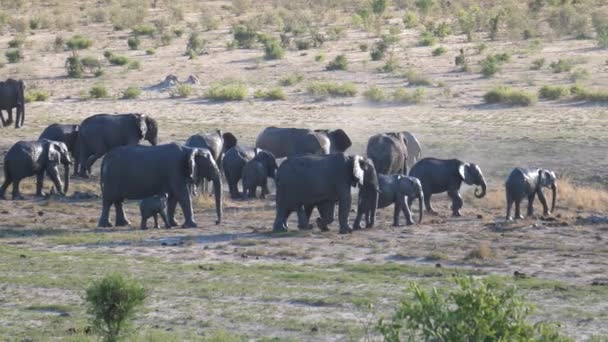 Stado Słoni Afrykańskich Parku Narodowym Khaudum Namibia — Wideo stockowe