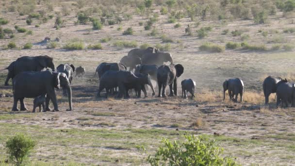 Mandria Elefanti Africani Bush Gettando Sabbia Sulla Loro Pelle — Video Stock
