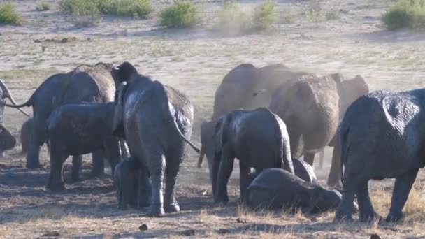 Manada Elefantes Africanos Bush Jogando Areia Sua Pele — Vídeo de Stock