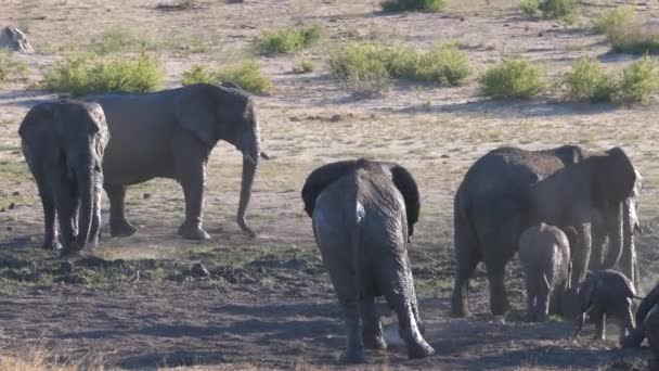 Hjord Afrikanska Bush Elefanter Kastar Sand Deras Hud — Stockvideo