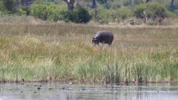 Hipopótamo Pastando Junto Lago Parque Nacional Khaudum Namibia — Vídeo de stock