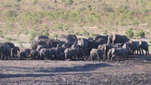 Grand Troupeau Éléphants Brousse Afrique Parc National Khaudum Namibie — Video