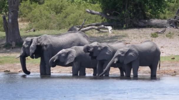 Stado Słoni Afrykańskich Pijących Jeziora Parku Narodowym Khaudum Namibia — Wideo stockowe