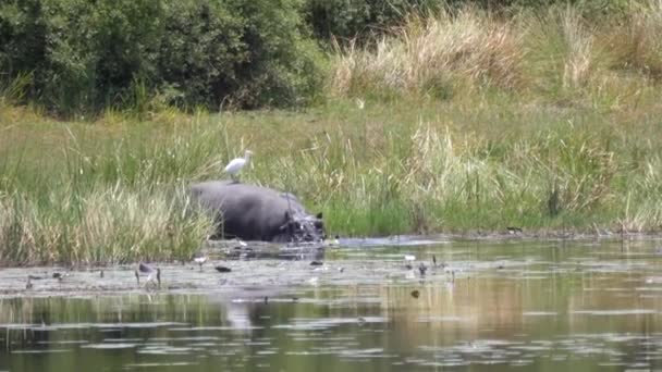 Egret Parte Posterior Hipopótamo Mientras Que Lago — Vídeos de Stock