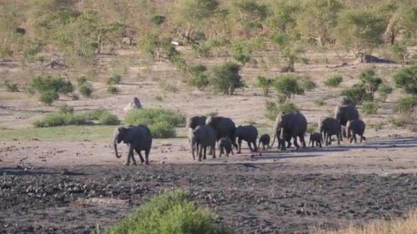 Dos Manadas Elefantes Africanos Bush Unen — Vídeos de Stock