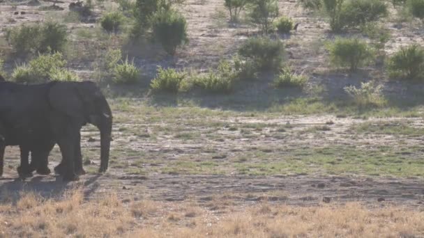 Hjord Afrikanska Bush Elefanter Passerar — Stockvideo