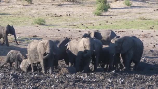 乾燥した泥風呂を楽しんでいるアフリカのブッシュゾウの群れ — ストック動画