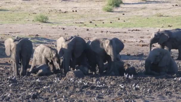 Manada Elefantes Africanos Bush Disfrutando Baño Barro Casi Seco — Vídeos de Stock