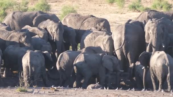 Afrikansk Bush Flock Packad Ett Nästan Torrt Vattenhål — Stockvideo