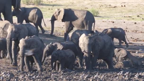 Herde Afrikanischer Bush Elefanten Genießt Ein Fast Trockenes Schlammbad — Stockvideo
