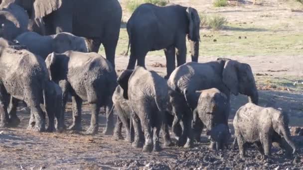 Africano Bush Bezerro Elefante Goza Banho Lama Torno Rebanho — Vídeo de Stock