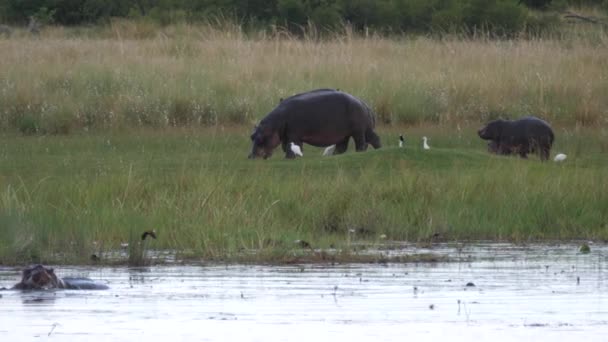 Hipopotamy Pasące Się Obok Jeziora Parku Narodowym Khaudum Namibia — Wideo stockowe