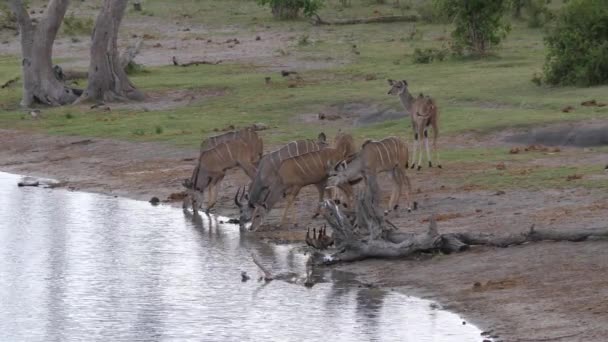 Manada Kudu Más Grande Cerca Del Lago — Vídeos de Stock