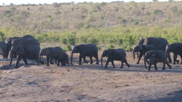 Herd Van Afrikaanse Bush Olifanten Lopen Samen — Stockvideo