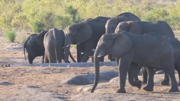 Manada Elefantes Africanos Bush Alrededor Abrevadero Casi Seco — Vídeos de Stock