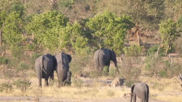 Hjord Afrikanska Bush Elefanter Som Går Sin Väg — Stockvideo