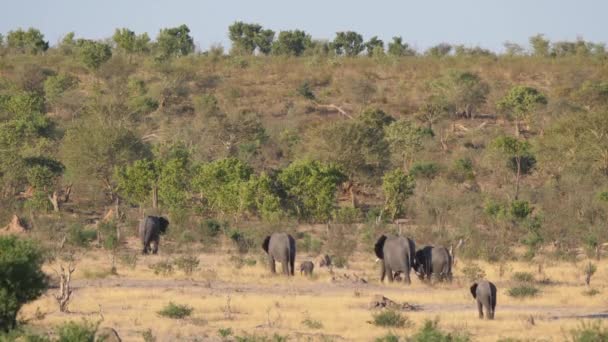 Hjord Afrikanska Bush Elefanter Som Går Sin Väg — Stockvideo