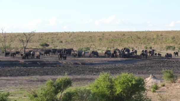 Grand Troupeau Éléphants Brousse Afrique Parc National Khaudum Namibie — Video