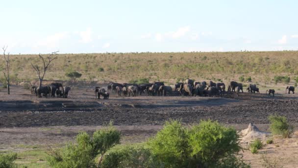 Duże Stado Słoni Krzaków Afrykańskich Parku Narodowym Khaudum Namibia — Wideo stockowe