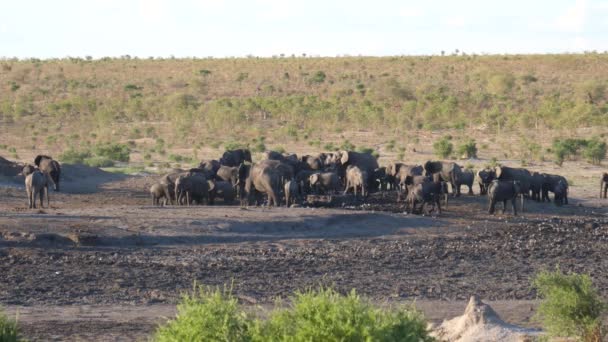 Duże Stado Słoni Krzaków Afrykańskich Parku Narodowym Khaudum Namibia — Wideo stockowe