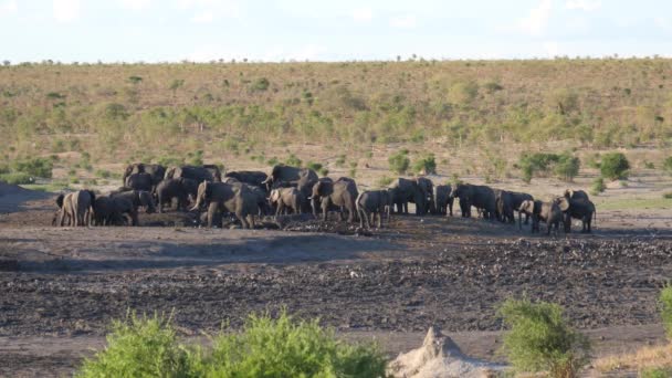 Khaudum Ulusal Parkı Namibya Büyük Bir Afrika Bush Fili Sürüsü — Stok video
